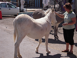 Side Trip to Oatman